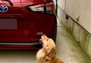 自動車の貼られたカッティングシートとモデルの犬