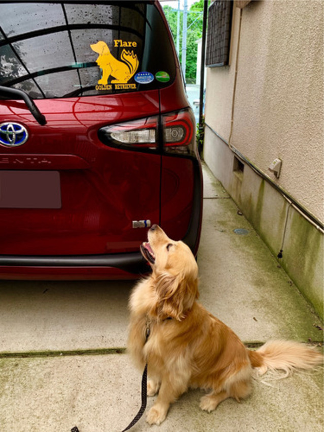 自動車の貼られたカッティングシートとモデルの犬