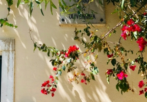 家の玄関に大きな花のある風景