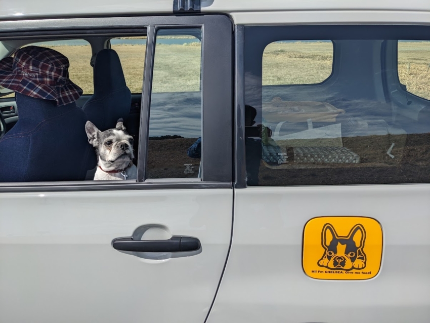 車の給油口に貼られた犬のカッティングシート