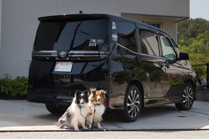 ワンちゃんとカッティングシートが貼られた車