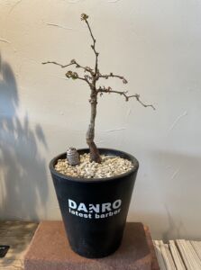 植木鉢に貼られたカッティングシート